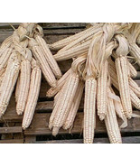LKS White Corn Hickory King 50 Seeds Organic Heirloom Seed Garden Home G... - €5,98 EUR