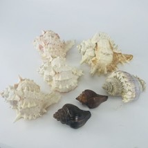 Melongena Corona Crown Conch and Pink Murex Lot  7 Sea Snail Shells Herm... - $34.25