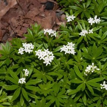 Fast Ship USA Seller Sweet Woodruff Seeds Galium Odoratum 10 Seeds - $29.90