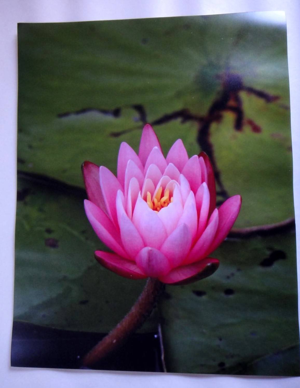Primary image for Beautiful Pink Water Lily 11x14 unframed photo