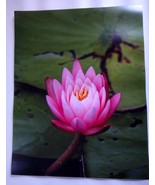 Beautiful Pink Water Lily 11x14 unframed photo - $40.85 CAD