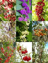 FLORIDA NATIVE TREES variety MIX rare flower plant fragrant wild berrie-15 seeds - £7.03 GBP
