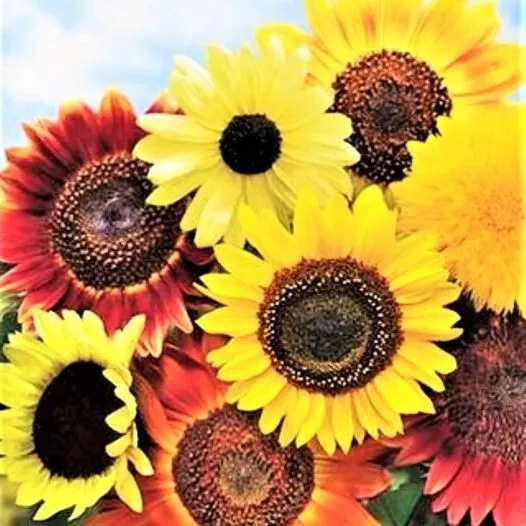 8 Species Mix Variety Sunflower Seeds | 50 Seeds/ pack for Garden and Pl... - €2,51 EUR