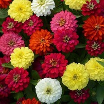 100+ Zahara Double Brilliant Mix Zinnia Seeds For Garden - USA  - $5.48