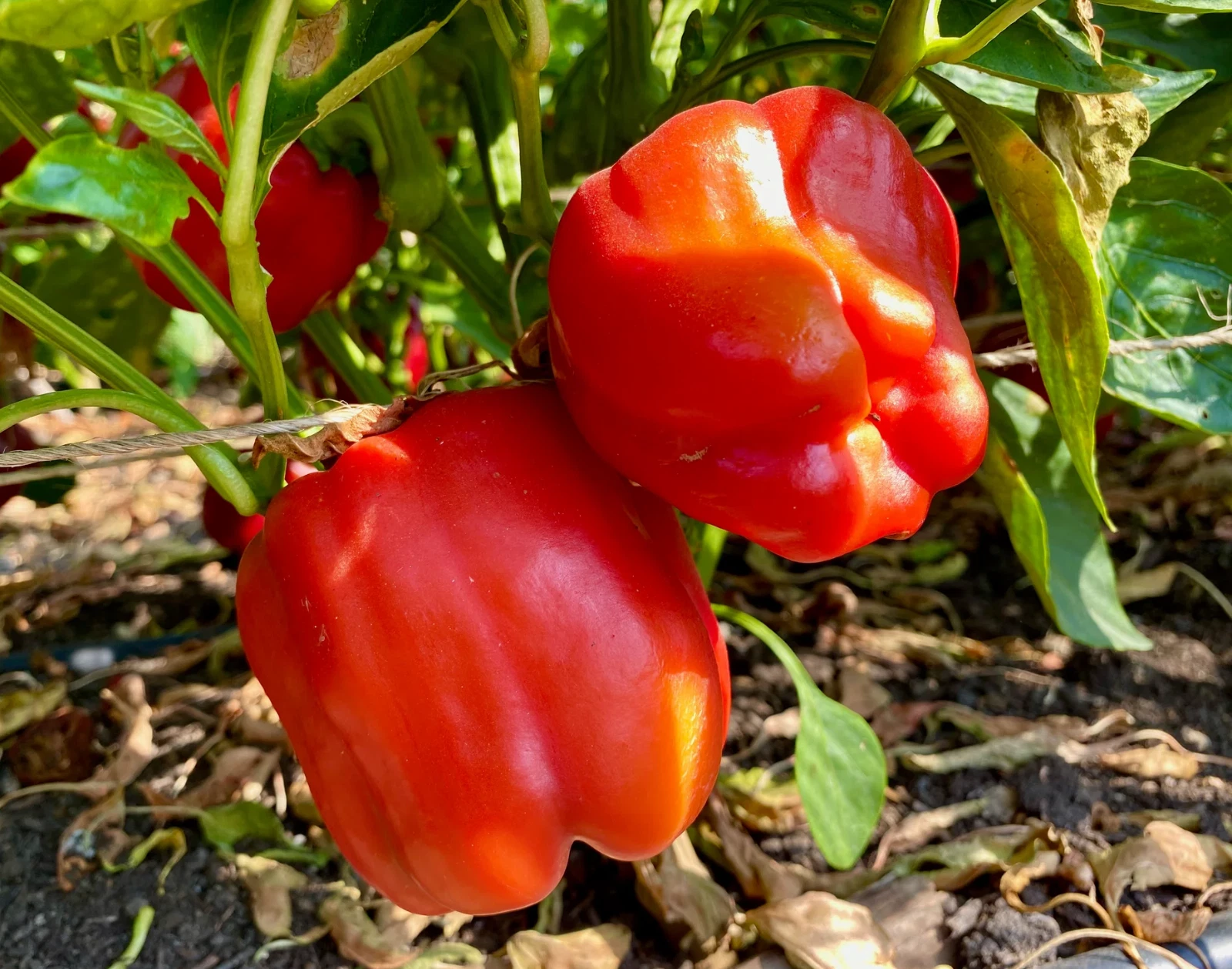 30+ GIANT RED BELL PEPPER SEEDS - SWEET -------  HEIRLOOM - ORGANIC - NO... - $7.65