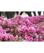 SEPTH Pink Ruffle Azalea - Live Plant - Full Gallon Pot - £29.56 GBP