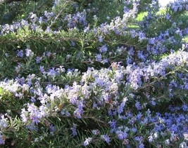 100 Rosemary Rosmarinus Officinalis Herb Flower Seeds Fresh Garden USA Shipping - $10.60