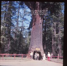 70 mm color slide * Sep 1972 CHANDELIER TREE Seqouia at Drive true tree ... - $5.00