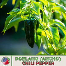 FG 50 Poblano (Ancho) Chili Pepper Seeds, Non GMO, Genuine USA - £4.84 GBP