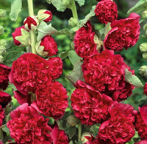 30 Seeds Hollyhock Chater&#39;s Double Red Blooms Chaters Seeds Biennial Non... - $130.18 MXN