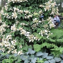 50 Japanese Hydrangea Vine White Flower Schizophragma Hydrangeoides Seeds Fast S - $14.45