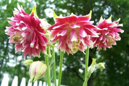 25 Nora Barlow Pink Columbine Aquilegia Caerulea Flower Seeds - £5.09 GBP