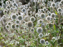 SEPTH 20 Silver GIANT GLOBE THISTLE Echinops Sphaerocephalus Silver Whit... - $6.00