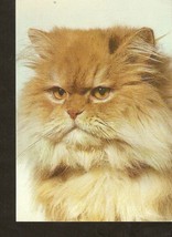 #5k FAUNA Cat - Persian - photo J. Pacewicz - RUCH Poland postcard - £1.93 GBP