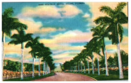 Stately Royal Palms Florida Postcard Posted 1953 - £5.21 GBP
