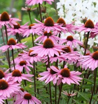 HGBO Purple Coneflower Seeds 200 Seeds Echinacea Perennial Wildflower From US - £6.90 GBP