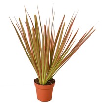Dracaena &#39;Colorama&#39;-6&quot; Pot - $947.74 MXN