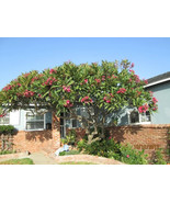 HT 5 Mexican Red Plumeria Temple Tree Seeds Rubra Flower Garden Seeds - $14.12