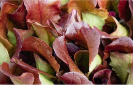 Lettuce Red Oak Leaf Best Super Sweet 150+ Organic Seed &quot;&quot;Danyelle&quot;&quot; - £7.85 GBP