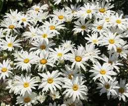 Shasta Daisy White Princess 16&quot;&quot; Perennial Butterflies Bees 200 Seeds From US - £7.81 GBP