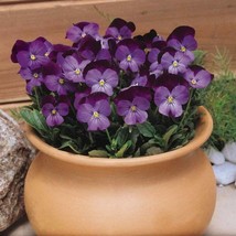 New Fresh Seeds Viola Seeds Viola Cornuta Admiration Flower Seed 2000 Seeds - $19.98