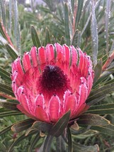 5 seeds Queen Protea (Protea magnifica) - £5.14 GBP