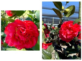 Kramer&#39;s Beauty Camellia Japonica Blood Red Beauty Live Starter Plant - $51.99