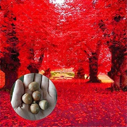 Red Oak Tree Seeds For Planting 5 Seeds Highly Prized For Bonsai, Red Oak Tr Usa - £15.88 GBP