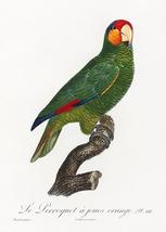 Red-Lored Amazon, Amazona Autumnalis - 1800&#39;s - Francois Levaillant Bird... - $11.99
