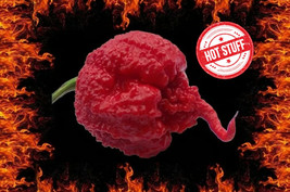 25 Seeds Carolina Reaper Peppers Hot Pepper Vegetable Garden Fresh Seeds - £8.06 GBP