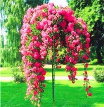 Fast Ship USA Seller 200 Seeds Climbing Rose Tree Seeds Rose Red Flowers - £34.22 GBP