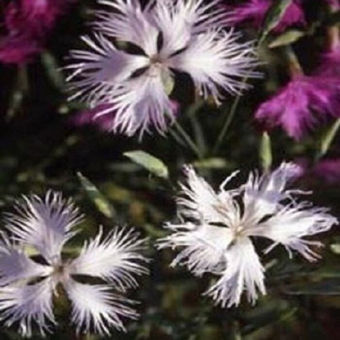 30 Superbus White Carnation Perennial Flower Seeds Gardening Fresh USA SHIPPING