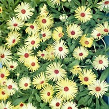 Berynita Store Ice Plant Livingston Daisy (Dorotheanthus Bellidiformis) Yellow 1 - $9.28