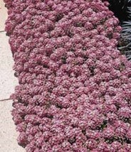 VP Pink Alyssum Rosie O Day Lobularia Maritima Flower 1000 Seeds - £3.76 GBP