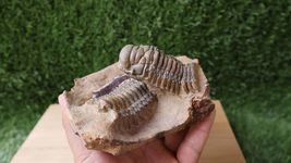 Item image 12