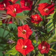 US Seller Scarlet Morning Glory Red Ipomoea Planting Vining Flower New Fresh - $7.90