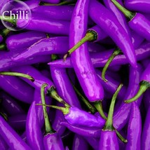 Hot Purple Chilli Pepper Cayenne Seeds 20 Seeds Organic Vegetables Gardening - $8.22