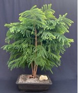 Norfolk Island Pine Bonsai Tree  (araucaria heterophila)   - $150.00