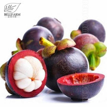 50Pcs/Pack Mangosteen Seeds Tropical Sour Sweet Fruit Seeds  Plants Tree  - £5.22 GBP