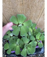 MEMORIAL DAY SPECIAL (5) Water Lettuce Koi Pond Floating Plants Algae LA... - $29.00