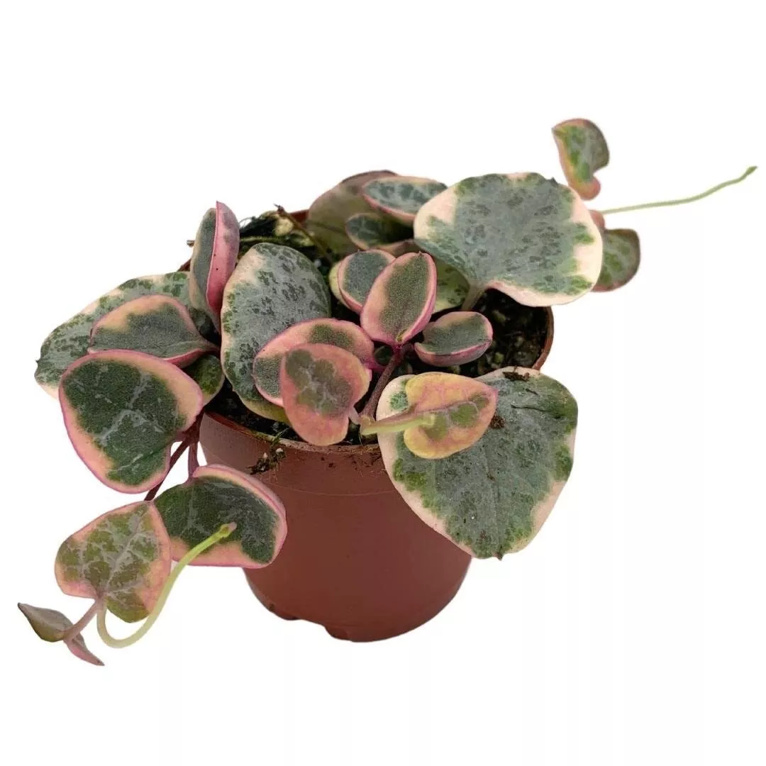 Variegated String of Hearts Ceropegia woodii 2 in Pot Well Rooted Extre - £32.37 GBP
