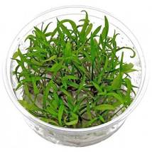Live Aquarium Plants Cryptocoryne Parva in Tissue Culture Crypt Green Tropica - £23.55 GBP