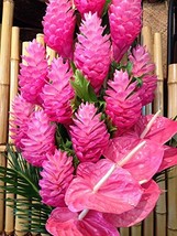 Hawaiian Pink Ginger Starter Plant 6-10 Inches Tall Planted in 2 Inch Po... - $43.88