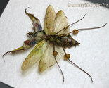 Idolomantis Diabolica Female VERY RARE Giant Devils Mantis Entomology Di... - $174.99