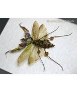 Idolomantis Diabolica Female VERY RARE Giant Devils Mantis Entomology Di... - $237.69 CAD