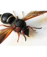 Stenodynerus Rossicus Rare Potter Wasp Framed Entomology Collectible Sha... - £51.95 GBP