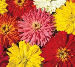 100+ ZINNIA SEEDS CACTUS FLOWERED MIX  MIXED COLORS bees ANNUAL  - £8.07 GBP