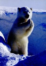 Polar Applause - Tree Free Greeting Card - 17350 - $25.61 MXN