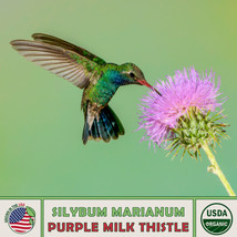 FA Store 100 Organic Purple Milk Thistle Seeds Silybum Marianum Hummingbird Flow - £7.89 GBP