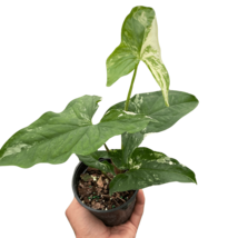 Syngonium 'Albo Variegata'-4" Pot - $1,552.91 MXN
